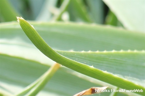Aloe ibitiensis 3
