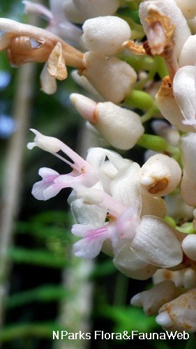 Alpinia foxworthyi 2