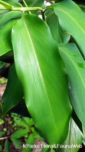 Alpinia foxworthyi 3