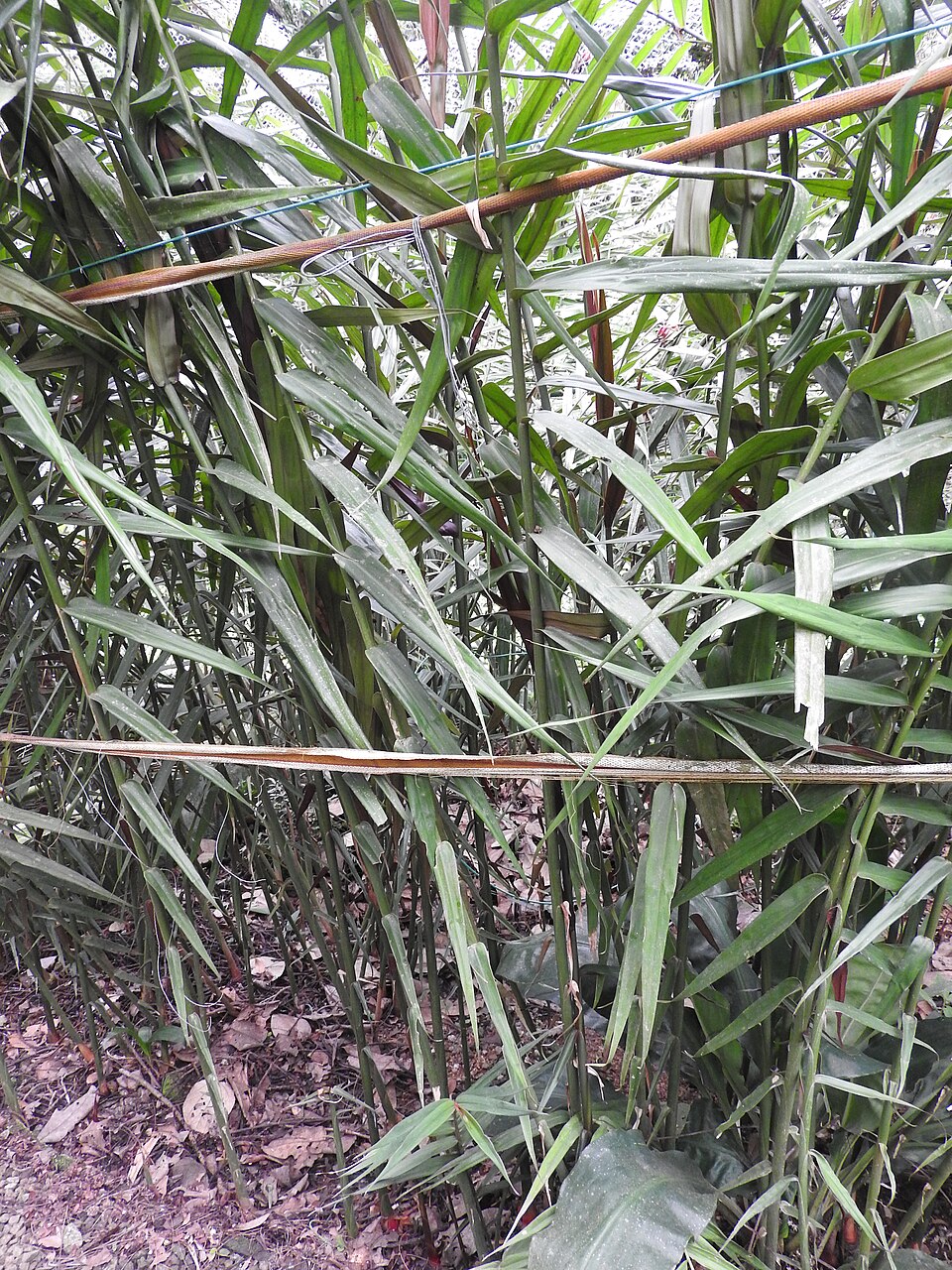Alpinia luteocarpa 1