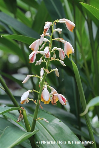Alpinia mutica 2