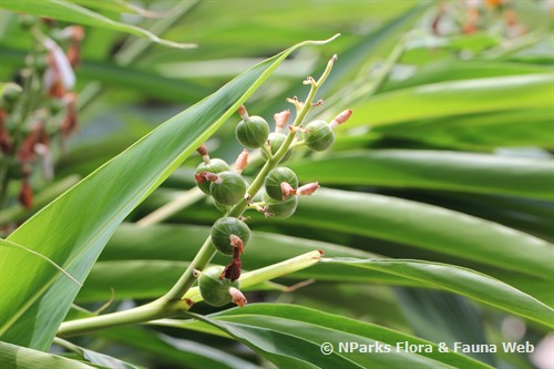 Alpinia mutica 3