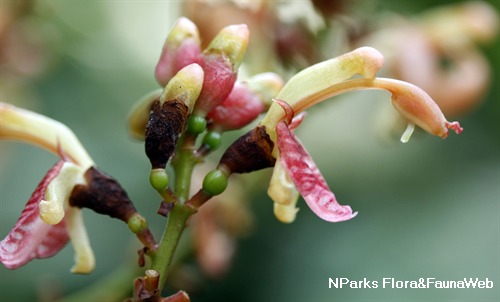 Alpinia nieuwenhuizii 2