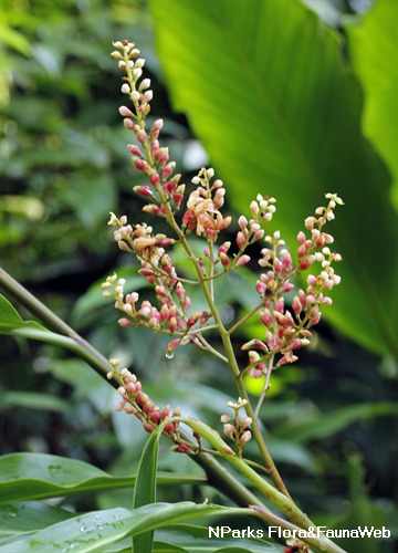 Alpinia nieuwenhuizii 3
