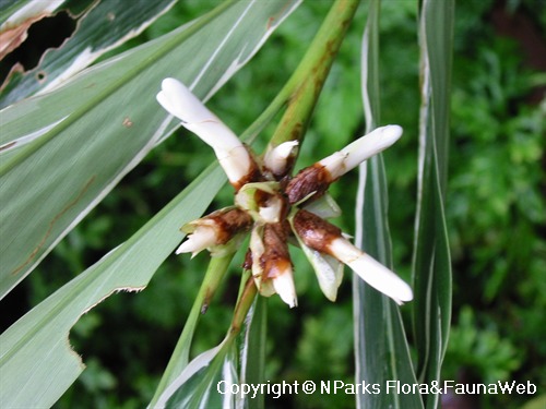 Alpinia vittata 1