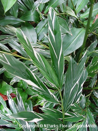 Alpinia vittata 2