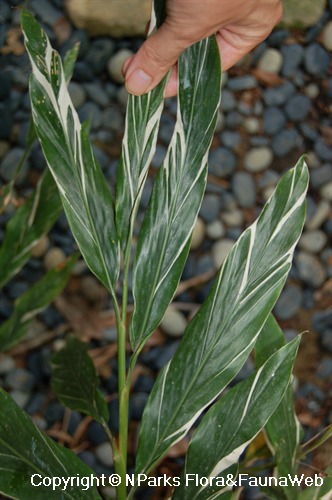 Alpinia vittata 3