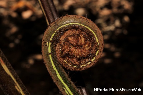 Alsophila latebrosa 2