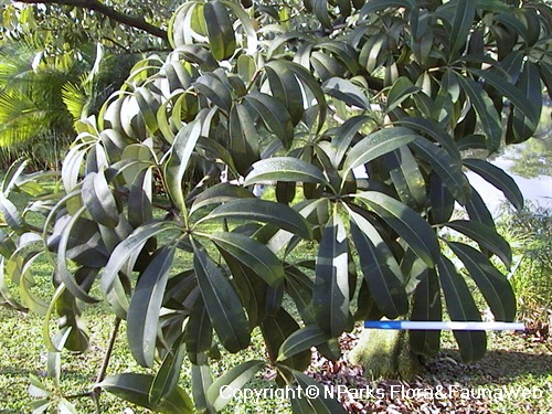 Alstonia angustiloba 2