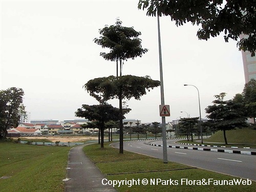 Alstonia angustiloba 3