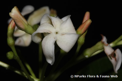 Alstonia spatulata 2