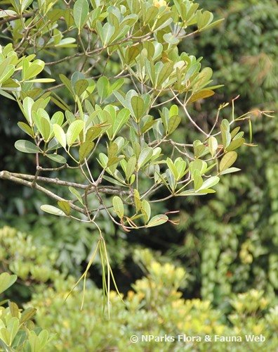 Alstonia spatulata 3