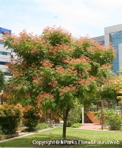 Amesiodendron chinense 1