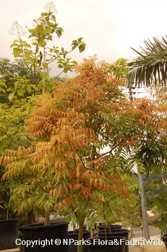 Amesiodendron chinense 2