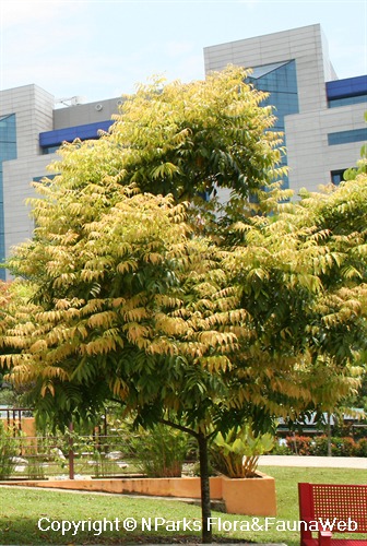 Amesiodendron chinense 3