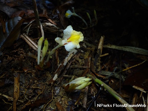 Amomum latiflorum 3