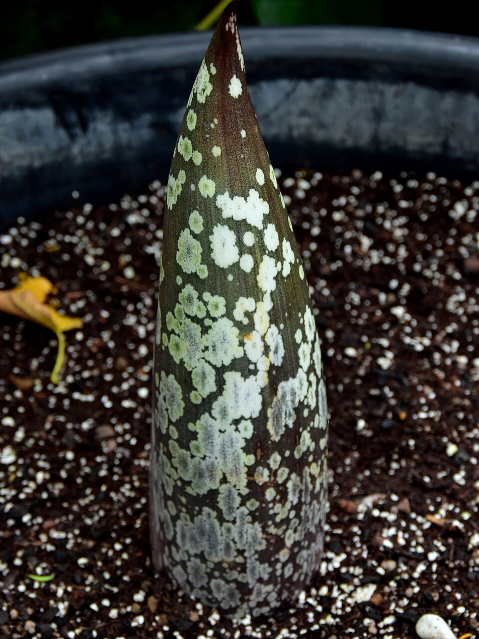 Amorphophallus titanum 2