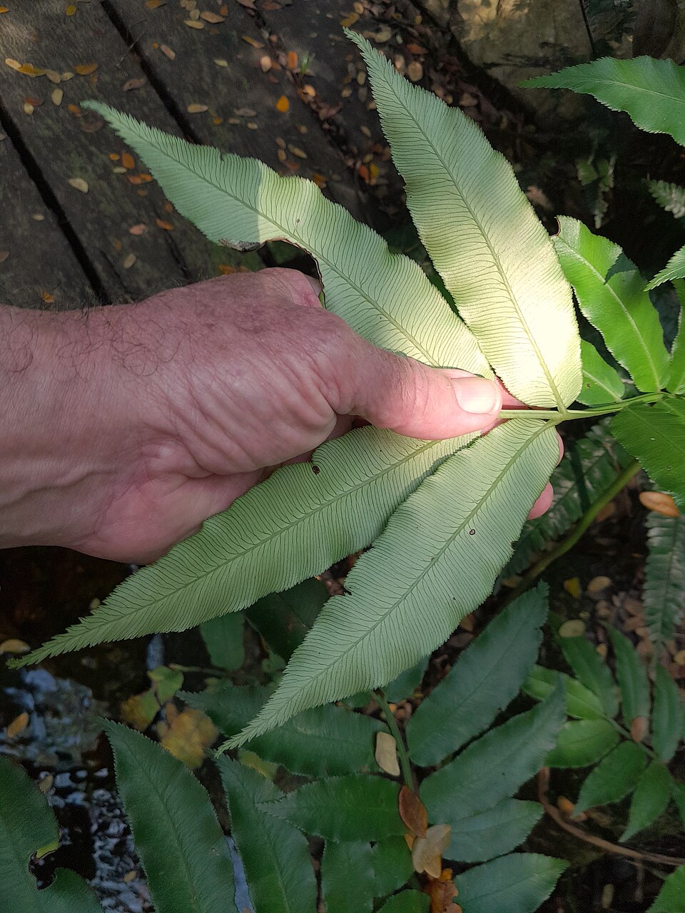 蘭嶼觀音座蓮 2