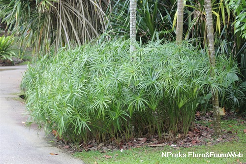 光桿輪傘莎草 2