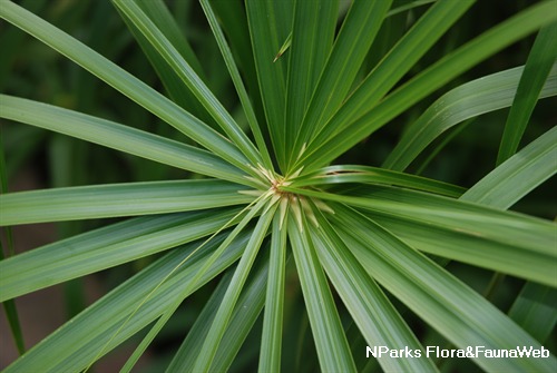 光桿輪傘莎草 3