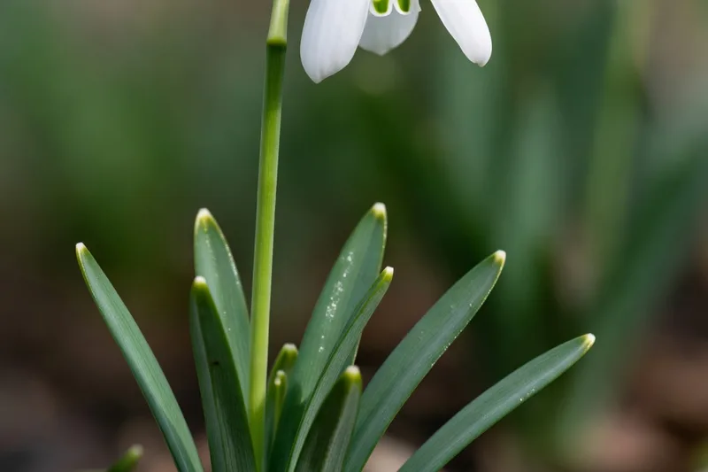 Galanthus 'Ginns' 1