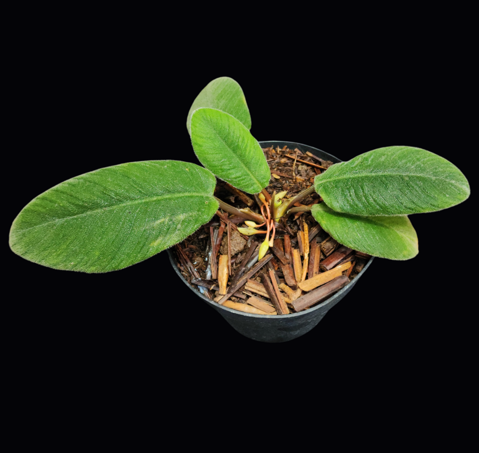 菲律賓扁葉芋 2