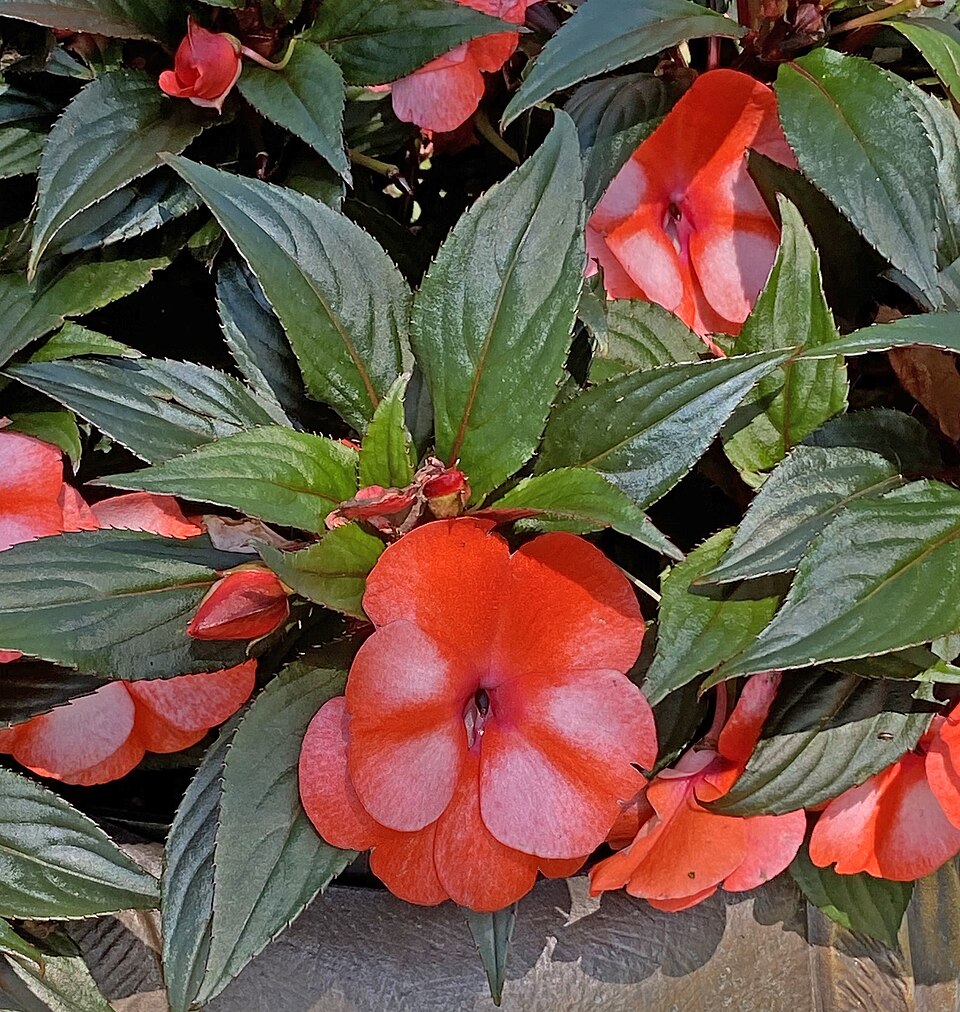 新幾內亞鳳仙花 2