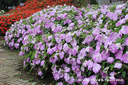 新幾內亞鳳仙花 2