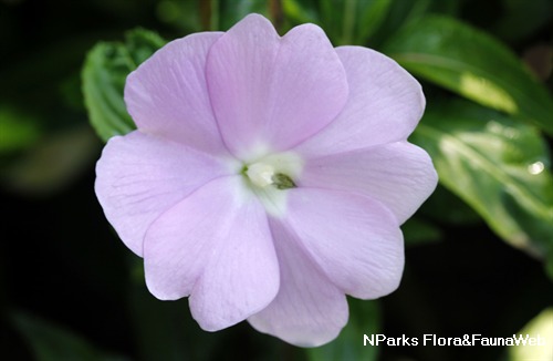 新幾內亞鳳仙花 3