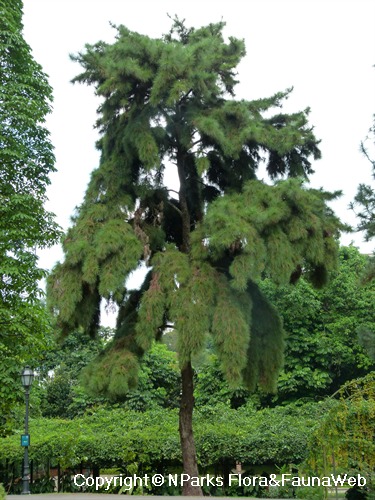 阿里山千金榆 1