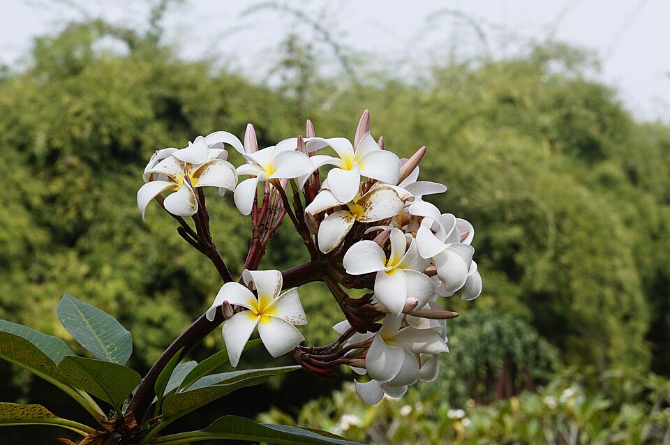 雞蛋花