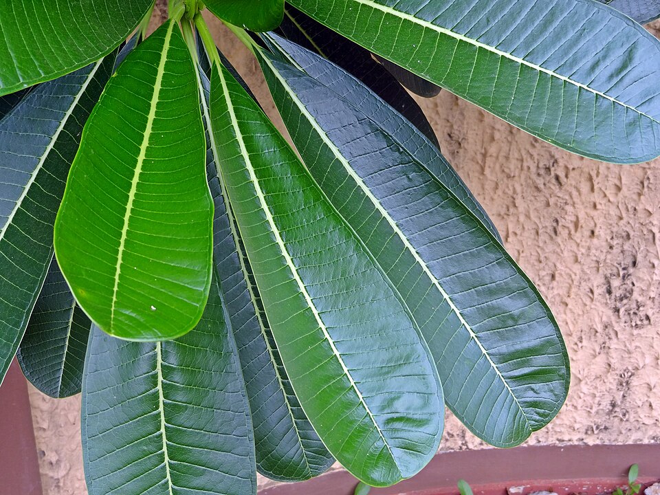 雞蛋花 2