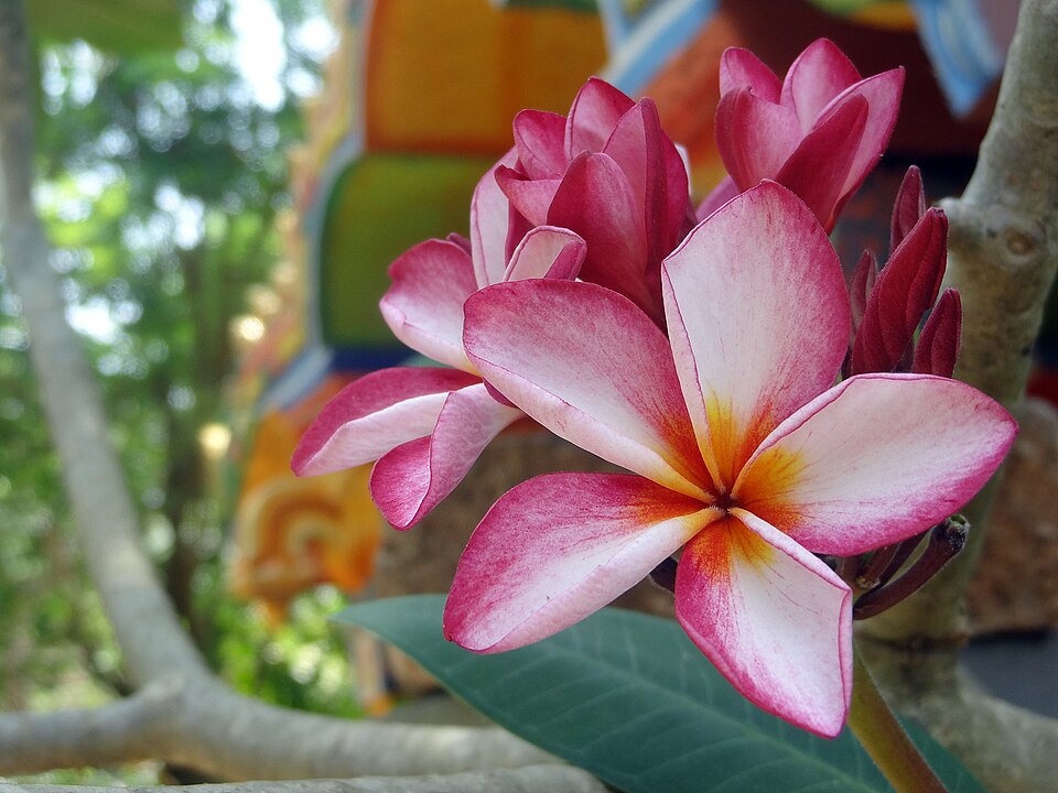 雞蛋花 3