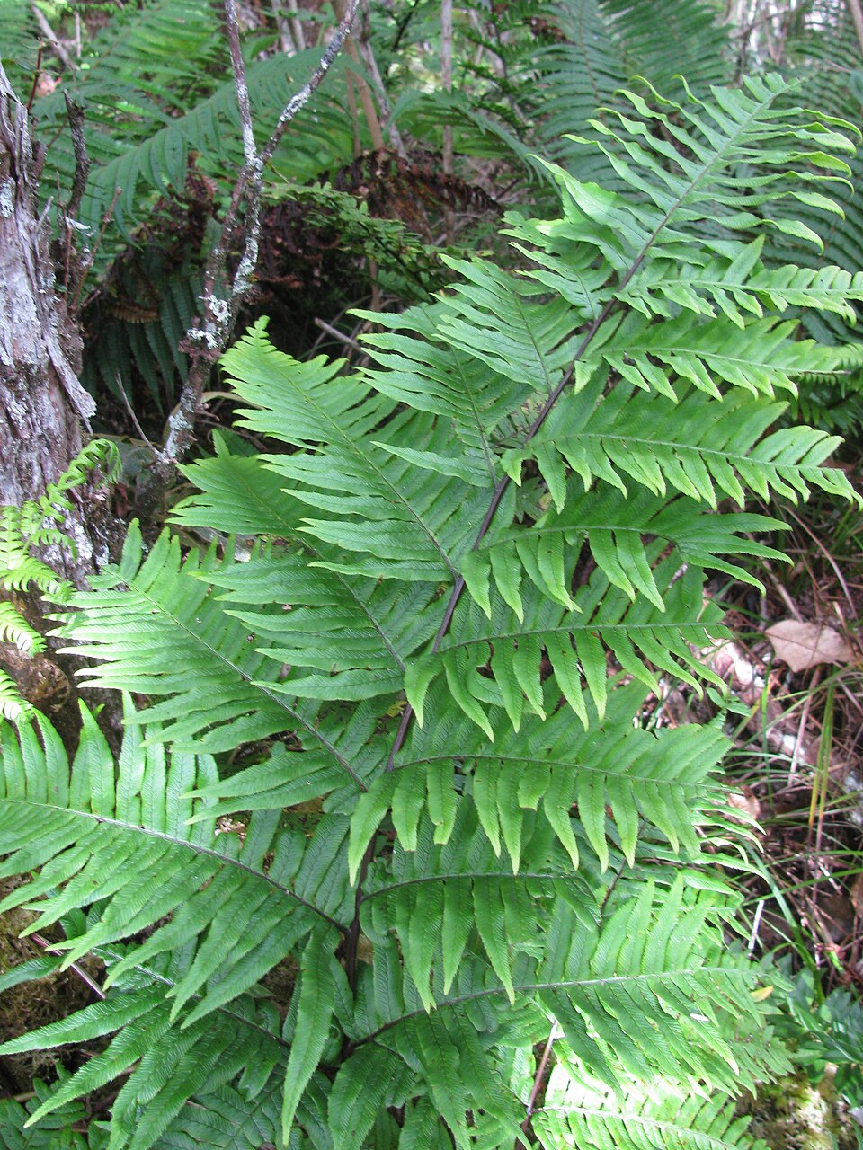 蘭嶼觀音座蓮 2