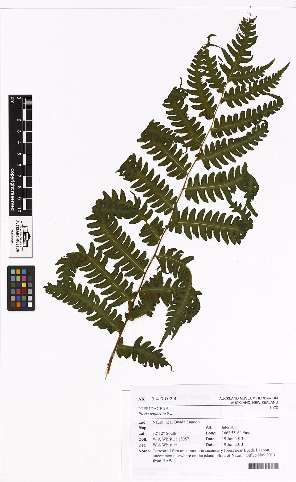 蘭嶼觀音座蓮 2