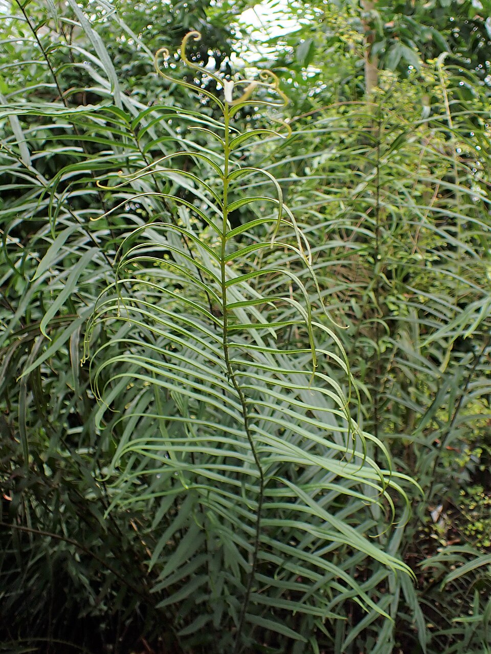 蘭嶼觀音座蓮 2