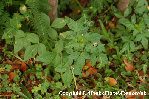 平伏莖白花菜 2
