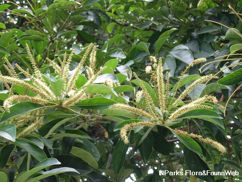 馬尼拉欖仁樹 2