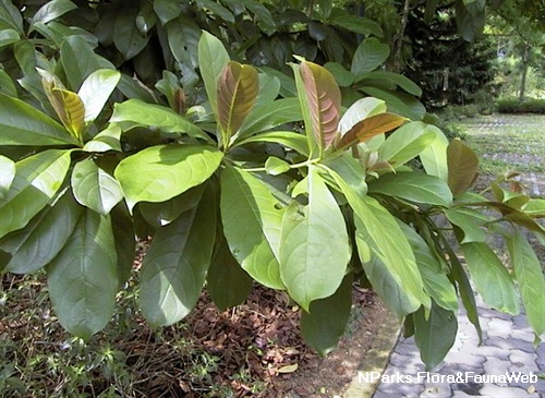 馬尼拉欖仁樹 3